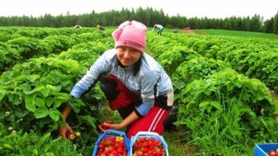 Майже половина поляків звинувачують у своїх низьких зарплатах українських заробітчан