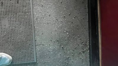 У Львові у будинку завелись опариші (ФОТО)