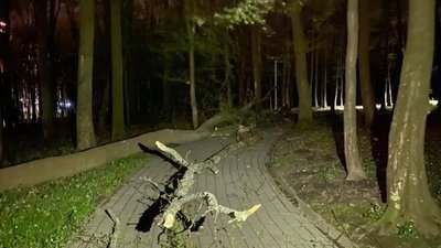 У Львові у парку впало дерево (ФОТО)