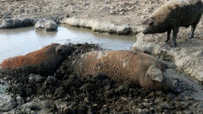 На кордоні можливі затримки та суворі перевірки: З Угорщини насувається чума свиней