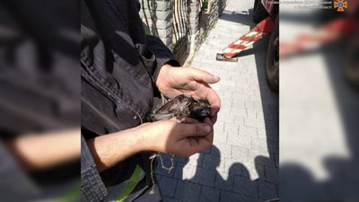 У Трускавці провели спецоперацію з порятунку яструба (ФОТО)