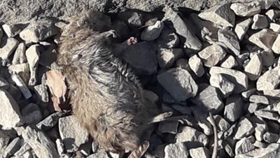У соцмережах виклали світлини центру Дрогобича з дохлими щурами (ФОТО)