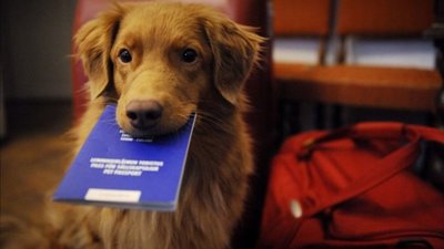 У Бродах запроваджують електронну реєстрацію домашніх тварин