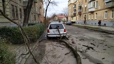 У Львові сухе дерево впало на автомобіль (ФОТО)