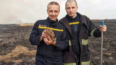 На Львівщині вогнеборці врятували з палаючого сухостою зайченя (ФОТО)