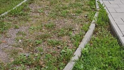 У Львові велодоріжки заростають травою (ФОТО)