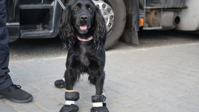 На Львівщині через сильну спеку службовим собакам одягають спеціальне взуття (ФОТО)