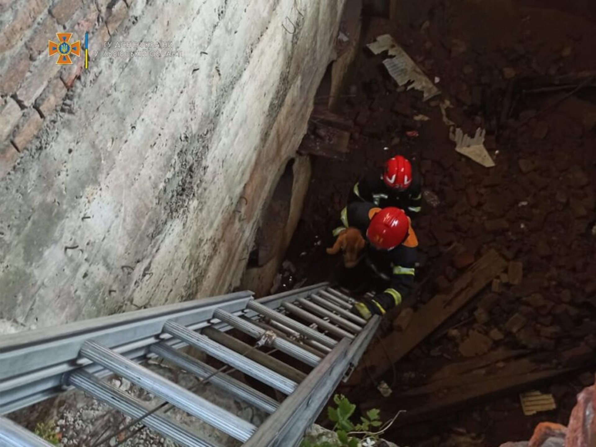 Вранці у Львові рятувальники врятували рудого хвостика