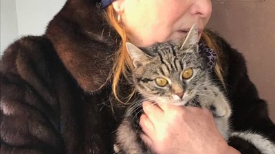 Сірочка - багатостраждальна киця, яка стала жертвою жорстокості підлітків у Львові: подробиці історії (ФОТО)