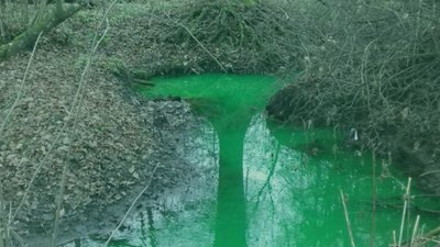 Поліція Львівщини з’ясовує, хто зафарбував у зелений колір річку Шкло (ФОТО)