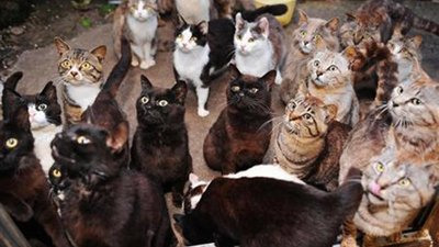 Львівських котів за пів ціни позбавлятимуть найціннішого