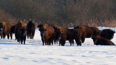 На Бродівщині помітили велике стадо зубрів