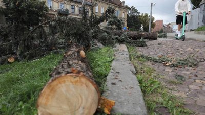 У Львові зрізали 40-річні ялинки біля Органного залу (ВІДЕО)