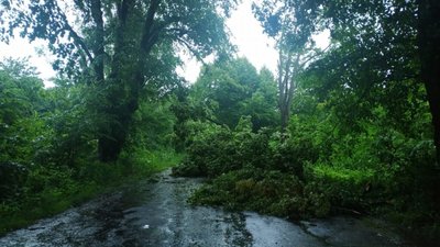 На Львівщині негода повалила дерева (ФОТО)