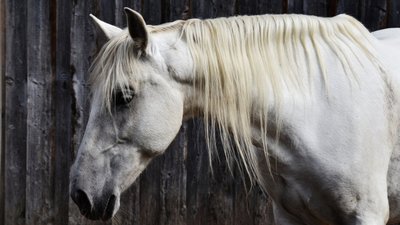 У Львові оштрафували на 34 тис. грн жінку, яка вивезла коня за кордон