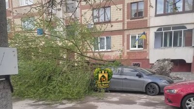 На Сихові дерево впало на авто