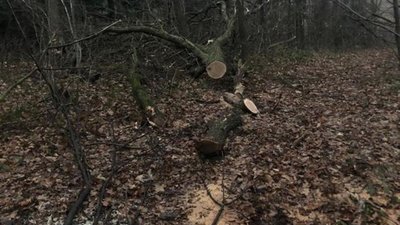 У Яворівському районі викрито схему незаконного збуту деревини працівниками лісництва (ФОТО)