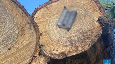 На Львівщині викрили незаконні рубки
