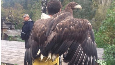 У Яремче продовжують експлуатувати червонокнижних птахів для фотопослуг (ФОТО)