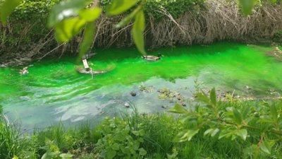 У Львові позеленіла річка (ФОТО, ВІДЕО)