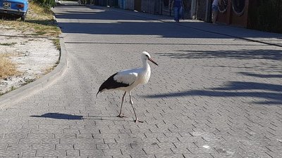 Як вулицями Львова розгулюють лелеки (ФОТО)