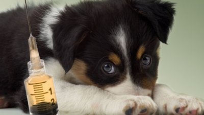 У жительки Городоччини, яку покусало домашнє цуценя, діагностували сказ