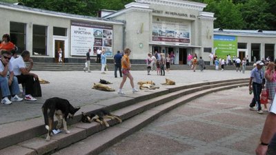 У Трускавці зграї безпритульних собак кидаються на перехожих