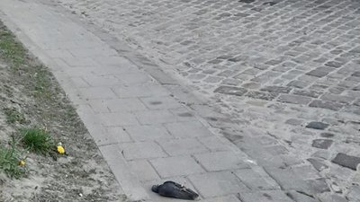 У центрі Львова з невідомих причин масово гинуть голуби (ФОТО)