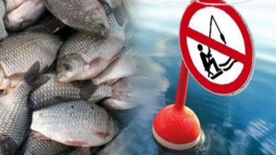 В Україні заборонили вилов риби