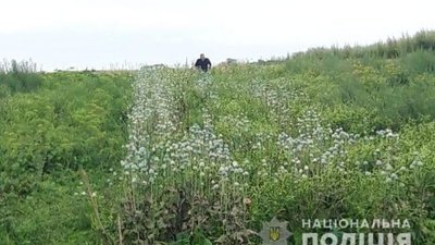 На Львівщині поліцейські виявили більше 50 тисяч наркотичних рослин (ФОТО)