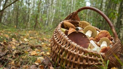 У лісі на Яворівщині постраждав грибник