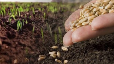 На Львівщині утилізували майже 300 кг некондиційного насіння