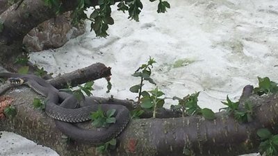 На Львівщині закрили першу в Україні зміїну ферму (ФОТО)