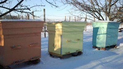 Селекціонер з Перемишлян дасть тисячу доларів за інформацію про злодія
