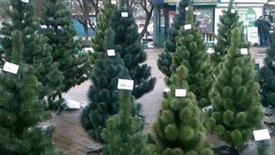 Держлісгосп розпочинає реалізацію новорічних ялинок: скільки коштуватимуть цьогоріч зелені красуні