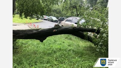 У Львові на літню жінку впало дерево